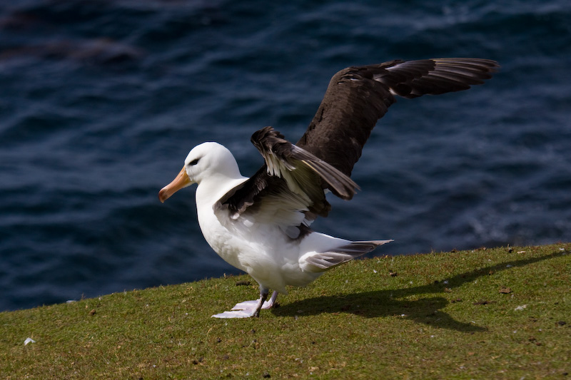 Black-Browed Albatross